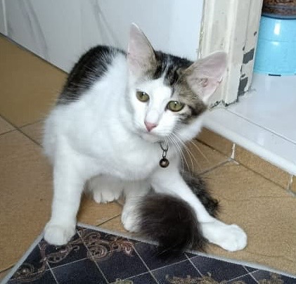 Leo