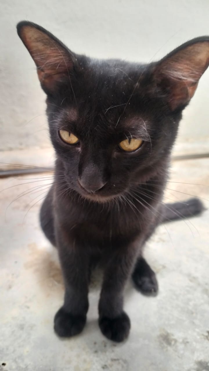 Pau-Pau