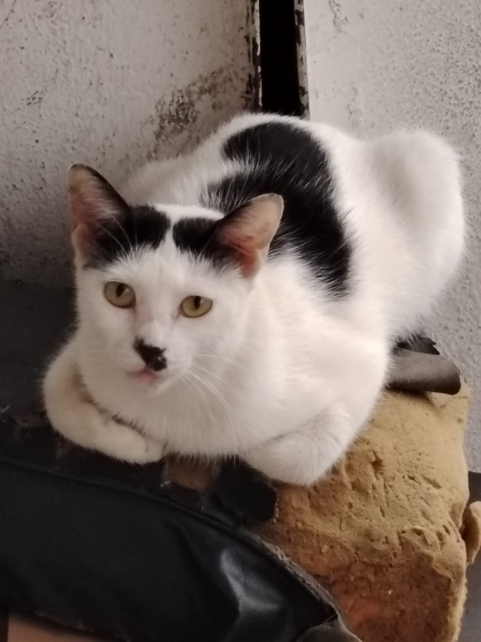 Orpi