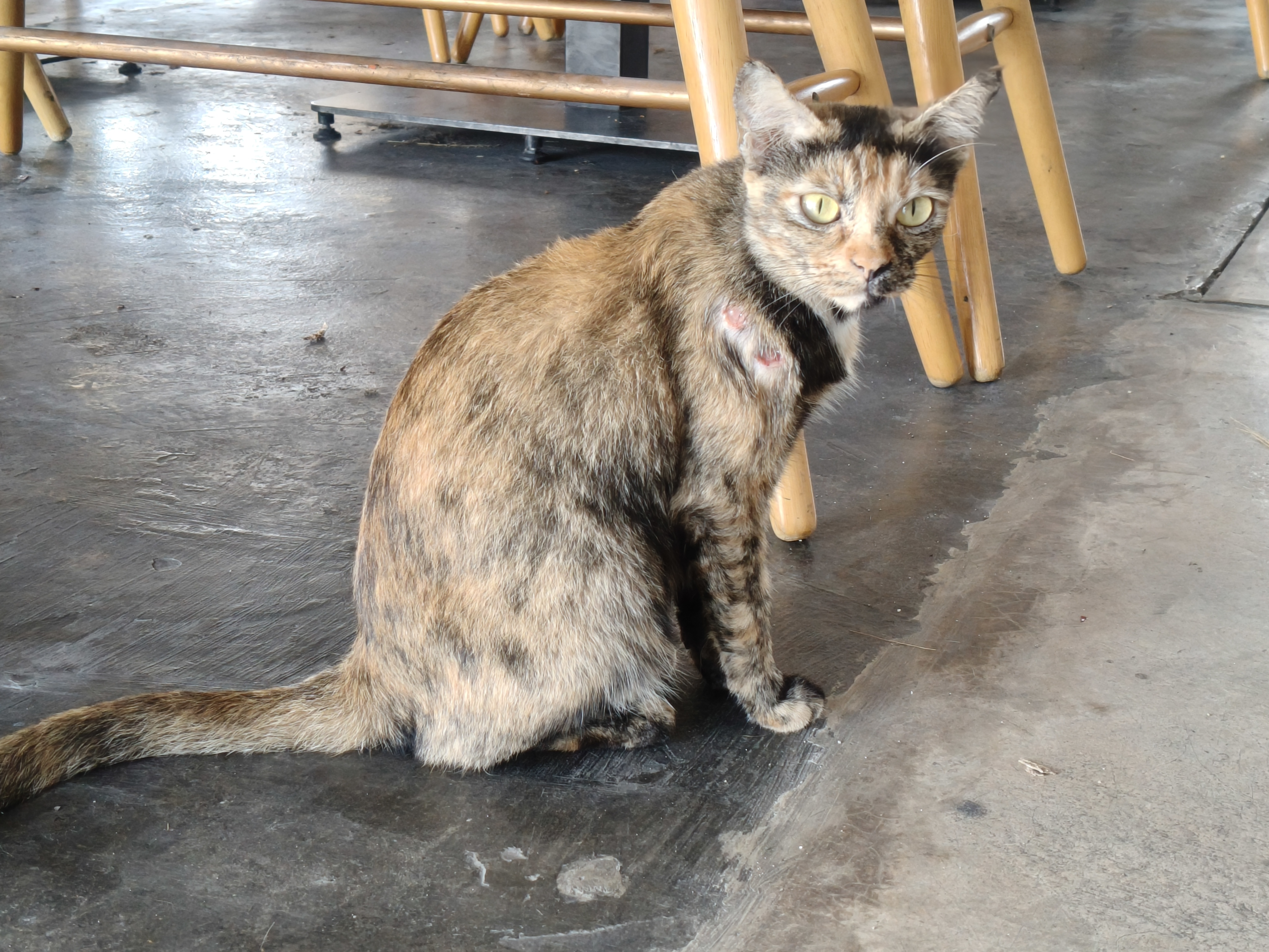 Mimi