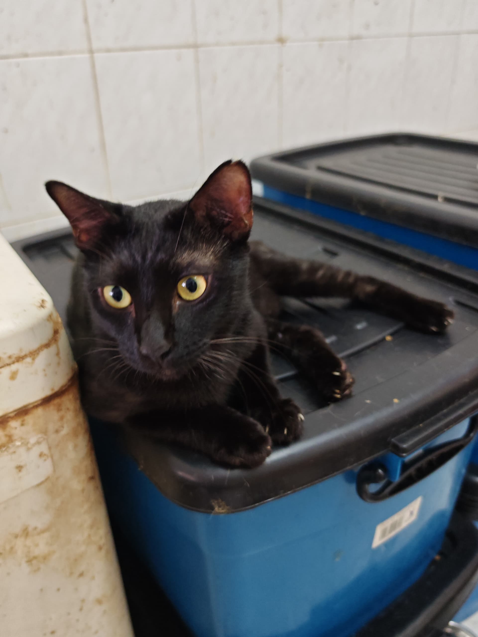 Mom Cat