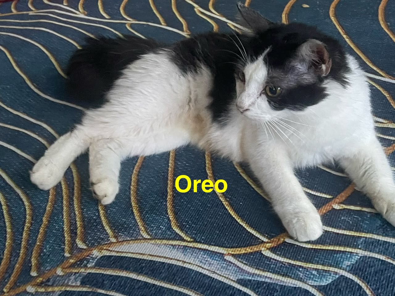 Oreo