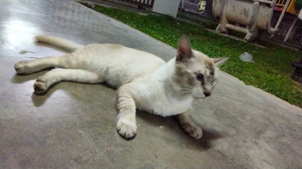 Kimi